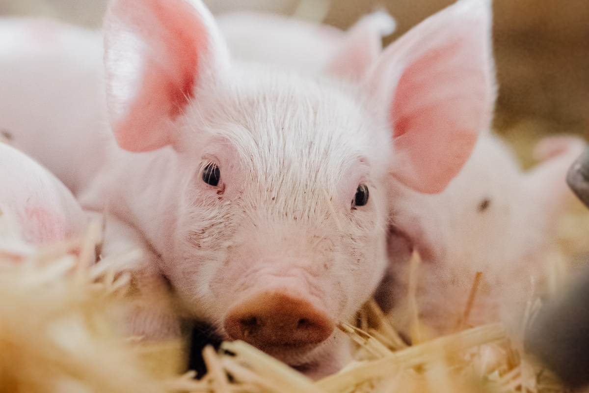 Reduce heat stress in pigs