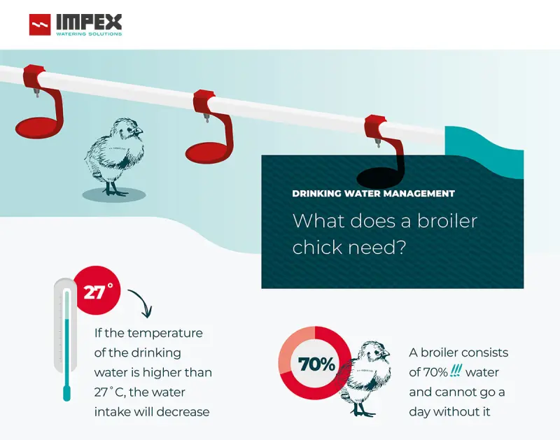 Impex broiler infographic