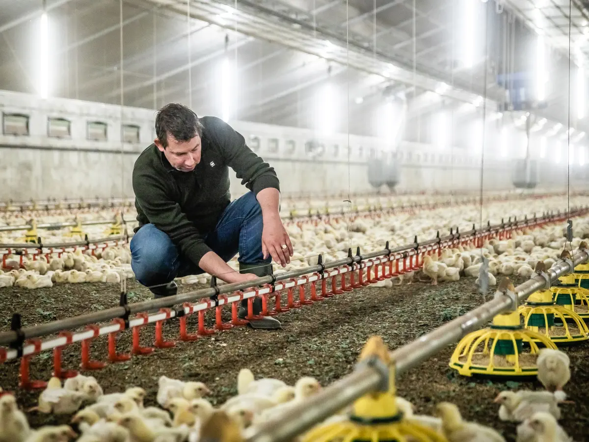 Broiler farmer Janssen