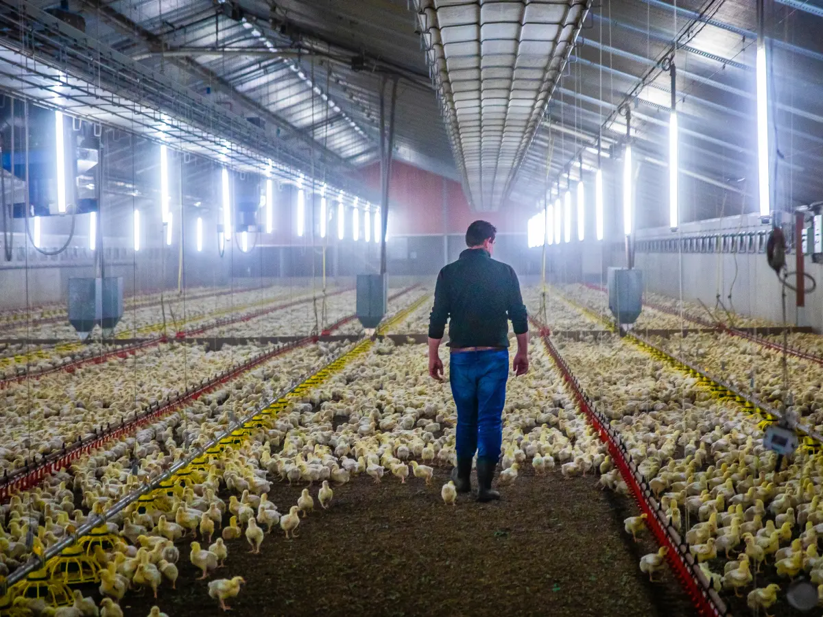 Poultry drinking water management