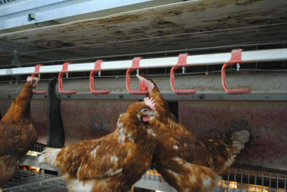 Éleveur de poules pondeuses Theo Bos